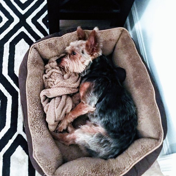 纯种约克郡犬床图片下载