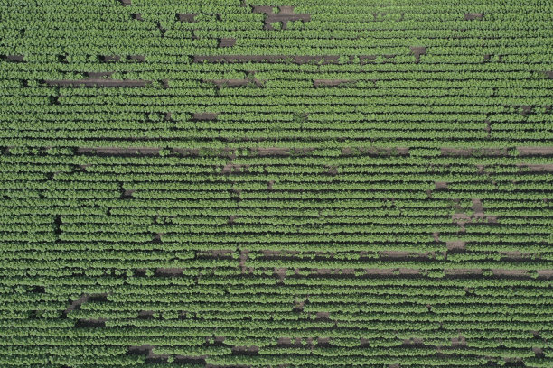 在开花前种植向日葵的农田。绿色的树叶。上面用无人机拍摄的照片。在欧洲，在匈牙利图片下载