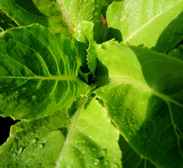 湿散叶莴苣图片下载