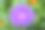 紫色和美丽的紫菀花在绿色的夏天图片下载