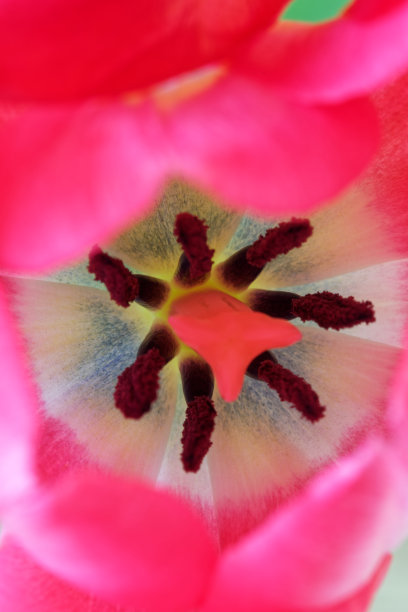 红色郁金香花的花药与花粉和柱头的特写图片下载