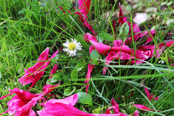 花园里的草地上盛开着粉红色的牡丹花瓣图片下载