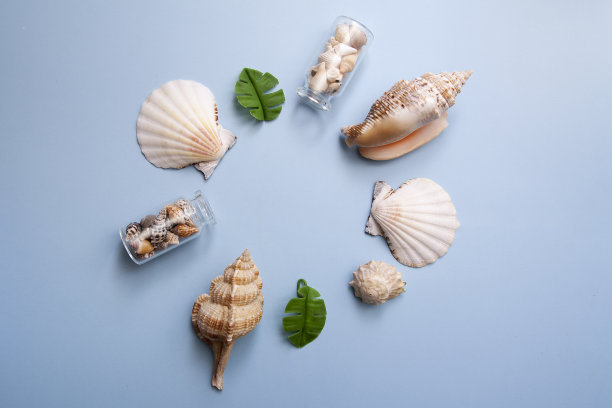 在蓝色背景上的贝壳组成。夏天的框架。副本的空间。图片下载