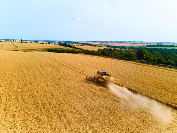 无人机视图:日落时分，联合收割机在麦田里工作。收割机司机在农田里收割庄稼。有机农业。农业主题，收获季节。四轴飞行器的照片图片下载