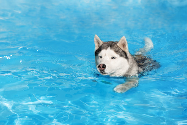 一只成熟的雄性西伯利亚哈士奇正在游泳池里游泳。他有灰色和白色的皮毛和蓝色的眼睛。水是天蓝色的，有波浪和水花。这是一个阳光明媚的夏日。图片下载