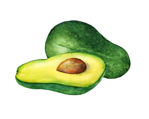 成熟的整个鳄梨，切成两半(也叫鳄梨、牛油果或鳄鱼梨)。手绘植物水彩画插图孤立的白色背景。图片下载
