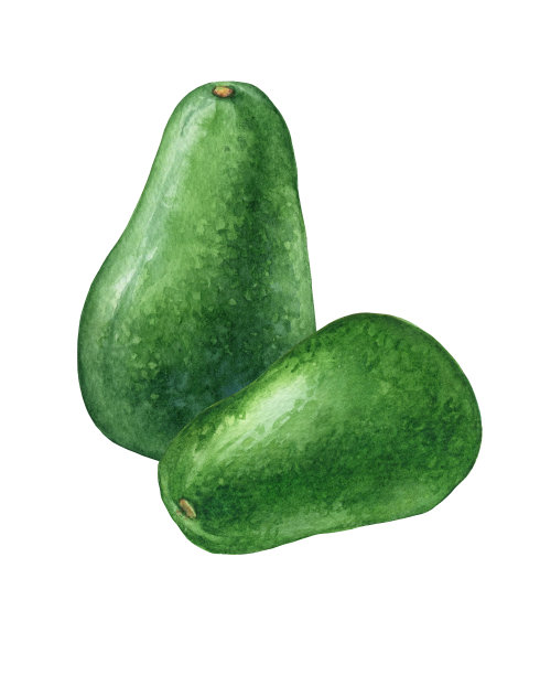 两个完整的鳄梨(也叫鳄梨、牛油果或鳄梨)。手绘植物水彩画插图孤立的白色背景。图片下载