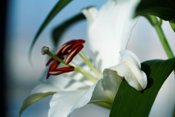 盛开的可爱白色百合花蕾图片下载