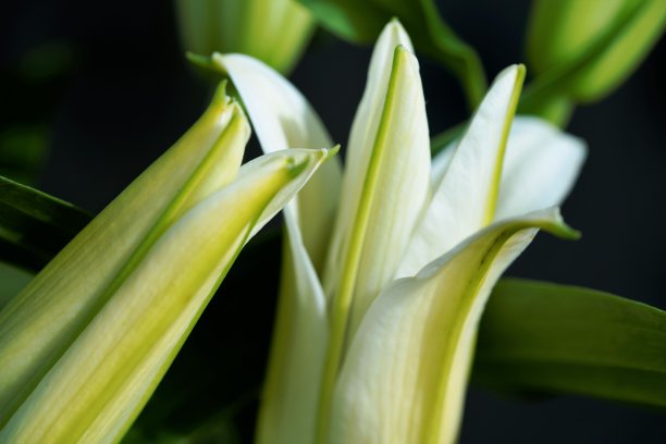 白色百合花蕾图片下载