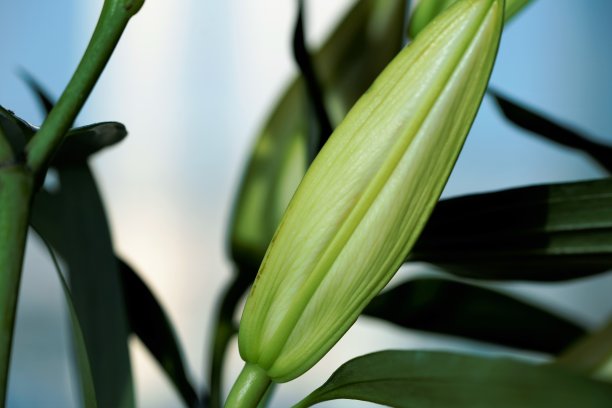 白色百合花蕾图片下载