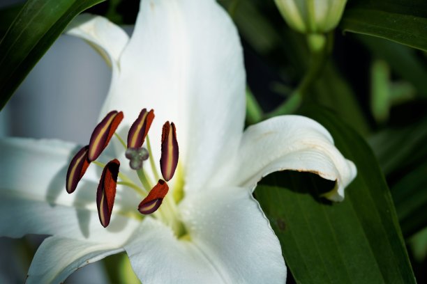 盛开的可爱白色百合花蕾图片下载