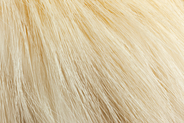 乳白色的皮毛特写图片下载