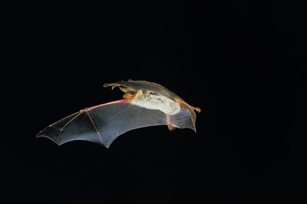 鼠耳蝠，肌炎，成年蝙蝠在黑色背景下飞行图片下载