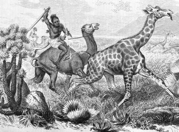 骑着骆驼的黑人正在猎杀长颈鹿图片下载