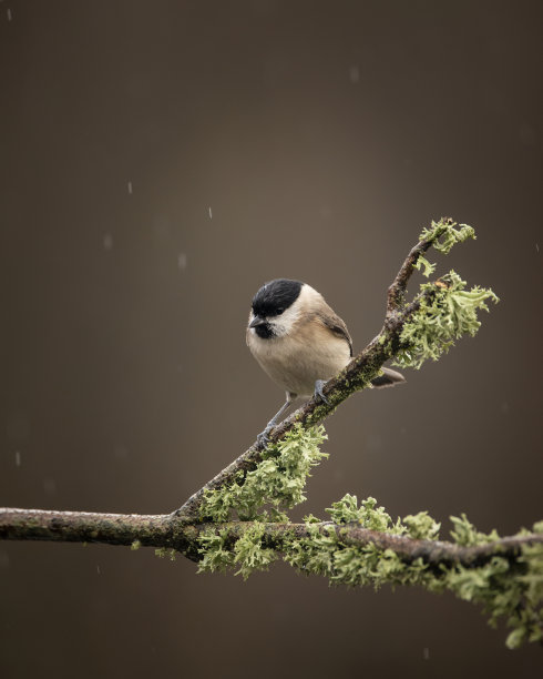 春天阳光下的花园枝条上的沼泽山雀图片图片下载