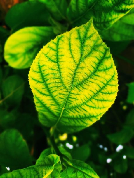 美丽的叶子图片下载