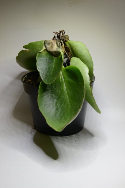 粉蝶肥料虎仙子花开花图片下载