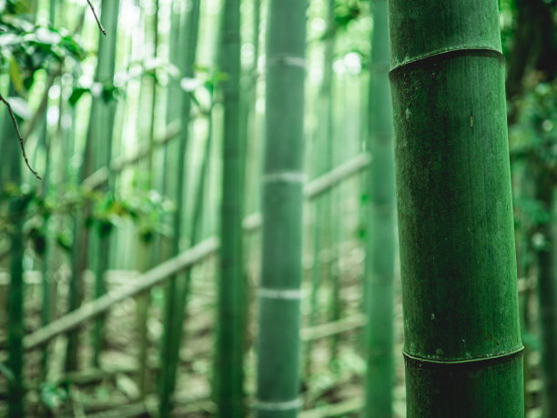 坚固的竹茎图片下载