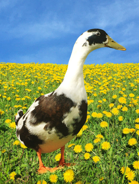 农场上的黑白家鸭公鸭，蒲公英花和蓝天图片下载