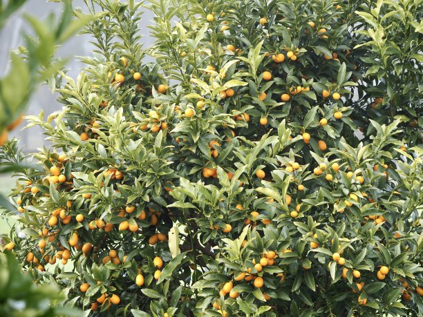 库姆夸茨图片下载