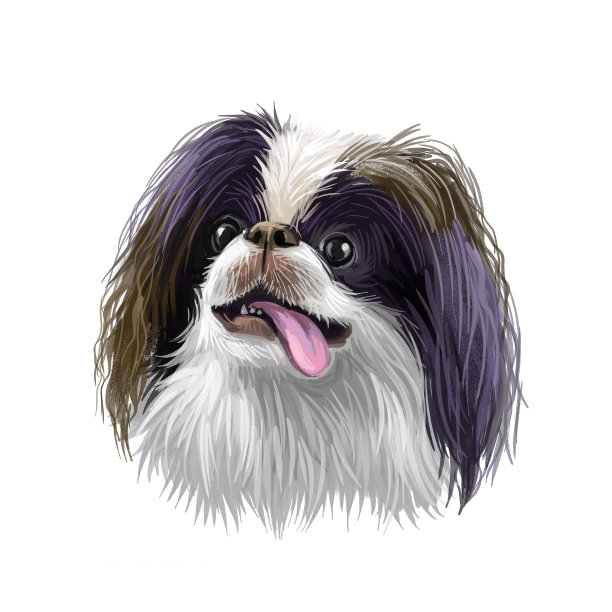 日本下巴，日本猎犬，中国狗数字艺术插图孤立在白色的背景。日本原产玩具伴犬。宠物手绘肖像。网页印刷的图形剪辑艺术设计。图片下载
