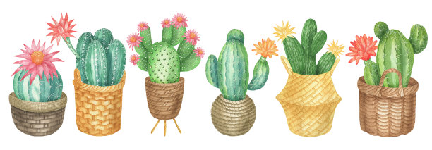 盆花仙人掌。jpg图片下载