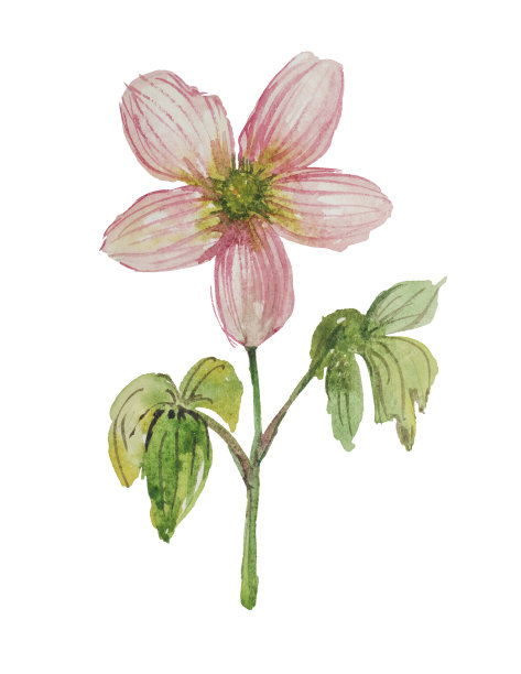 水彩，在花梗上的程式化的条纹粉红色花图片下载