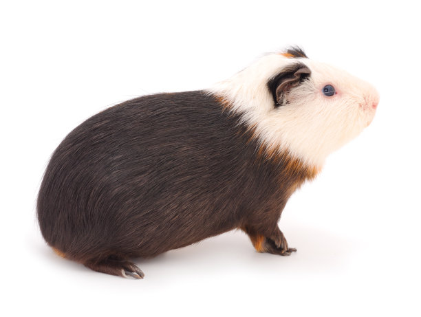 豚鼠孤立。图片下载
