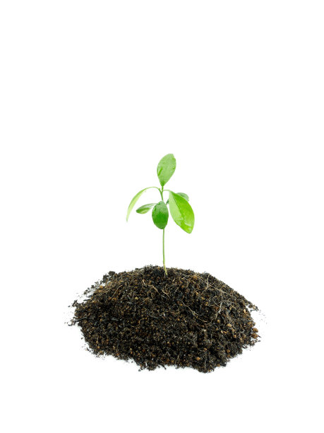 绿色芽和土壤孤立在白色背景上图片下载