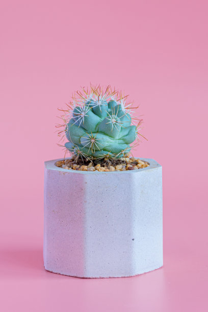 美丽的仙人掌在粉红色的纸背景。图片下载