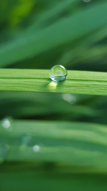新鲜的春草，叶子上有小雨滴图片下载