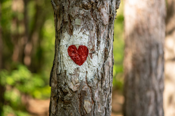 树林里一棵树上的徒步标记图片下载