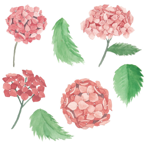 水彩粉绣球花元素收集图片下载