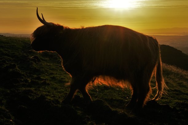日落时的高地奶牛图片下载