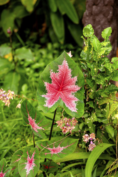 在森林的边缘图片下载