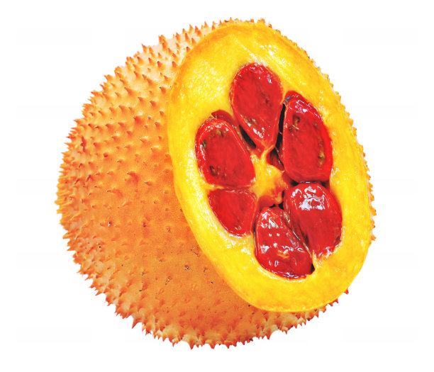 Gac果或幼菠萝蜜孤立于白色背景上图片下载