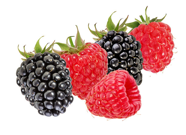 黑莓和覆盆子孤立在白色背景与修剪路径图片下载