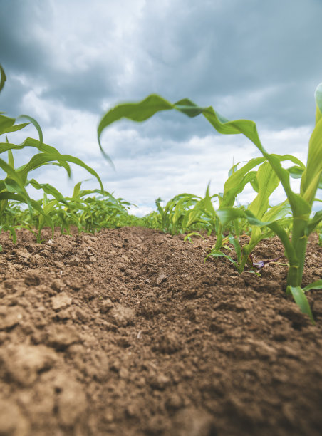 年轻的玉米茎图片下载