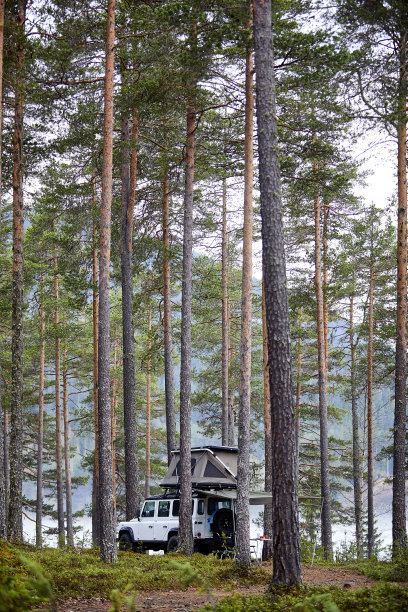 森林守护者图片下载