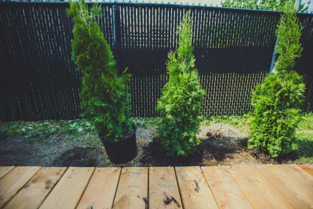 新种植的杜嘉树图片下载