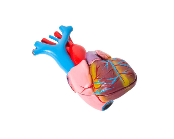 在白色背景上的人体心脏解剖图。人类心脏的结构，主动脉，肺动脉瓣图片下载