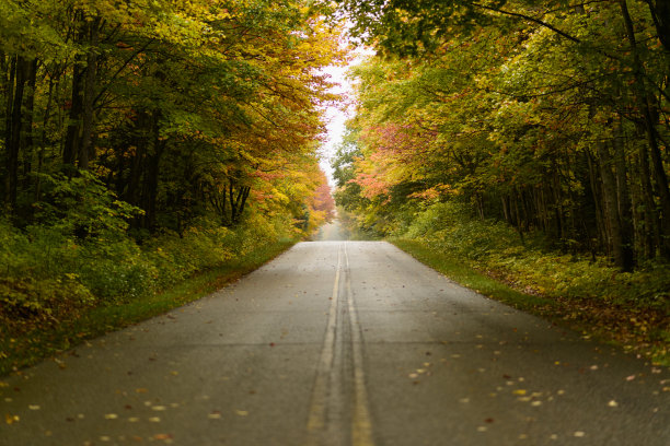 秋天森林里的路图片下载