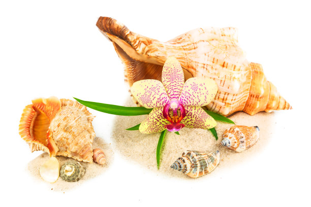 贝壳上有兰花和竹子图片下载