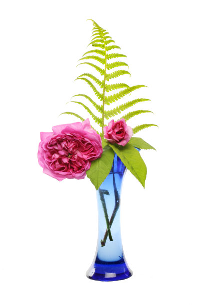 玫瑰和蕨类植物图片下载