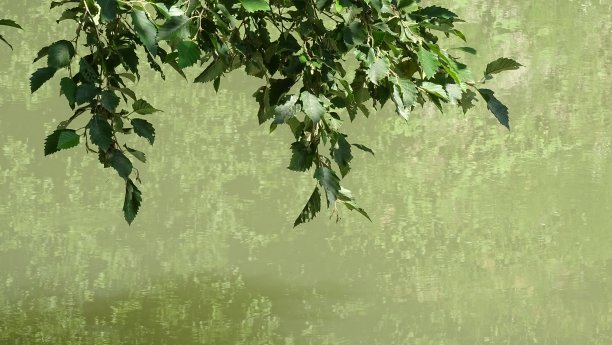 一根长着绿叶的树枝挂在碧绿的水面上。背景图片。图片下载