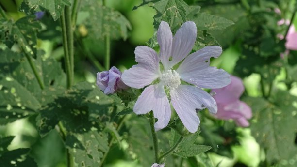 野花微微粉红。以草地为背景。背景图片。图片下载