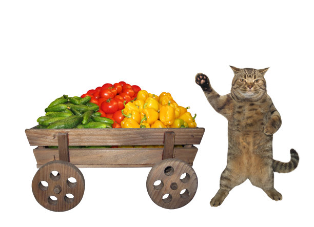 猫在车旁边放着蔬菜图片下载