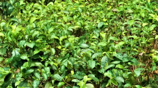 近距离拍摄令人难以置信的斯里兰卡绿茶种植园照片图片下载