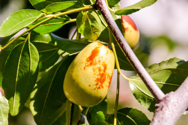 Zizyphus水果Jellybes图片下载