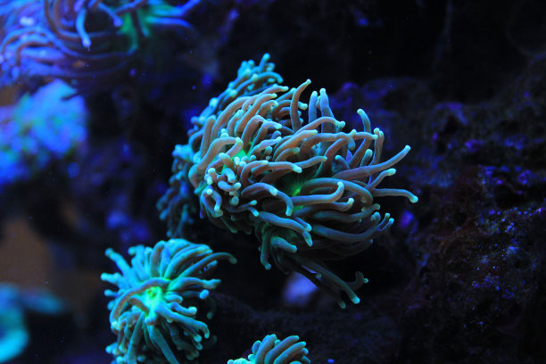 暗礁水族缸中的紫色大石珊瑚(Euphyllia grabrenscens)图片下载